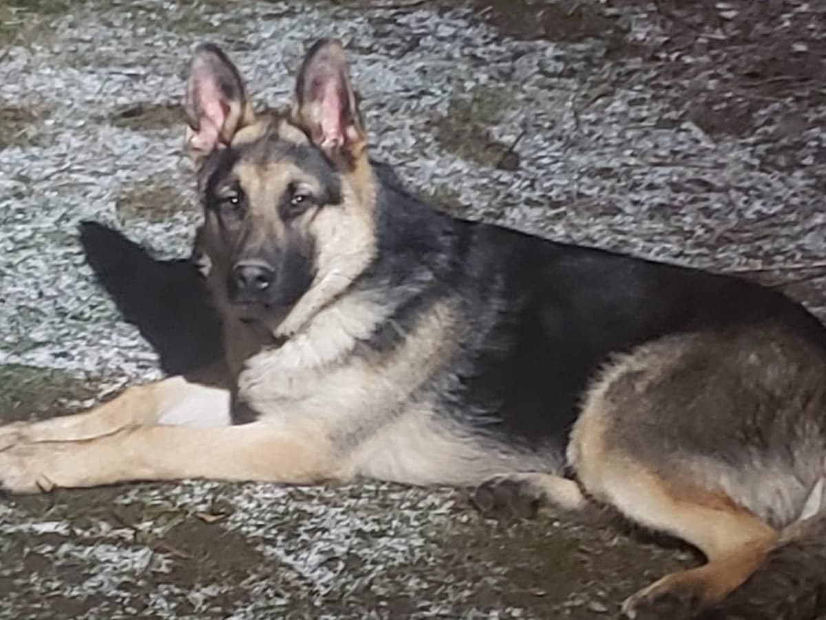 German Shepherd Dog Puppies breeder image 14