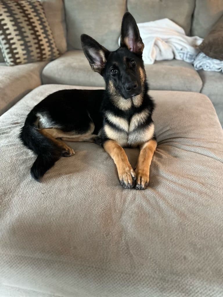 German Shepherd Dog Puppies breeder image 13