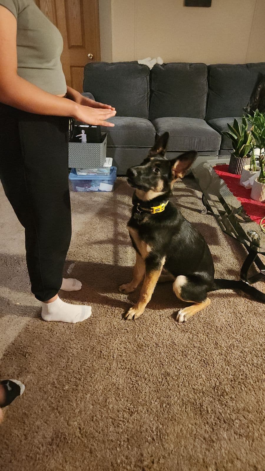 German Shepherd Dog Puppies breeder image 20