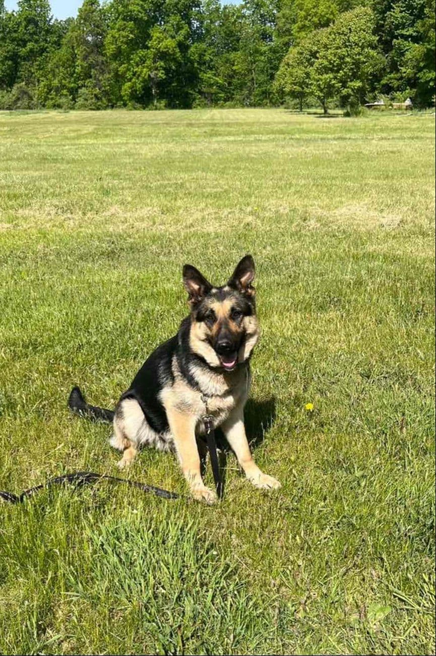 German Shepherd Dog Puppies breeder image 4