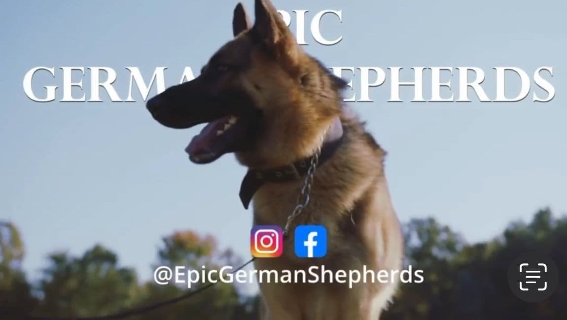 German Shepherd Dog Puppies breeder image 17