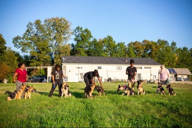 German Shepherd Dog Puppies breeder image 18