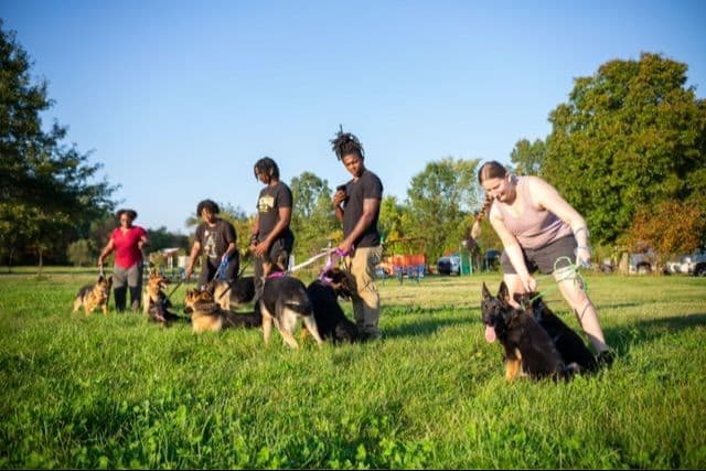 German Shepherd Dog Puppies breeder image 19