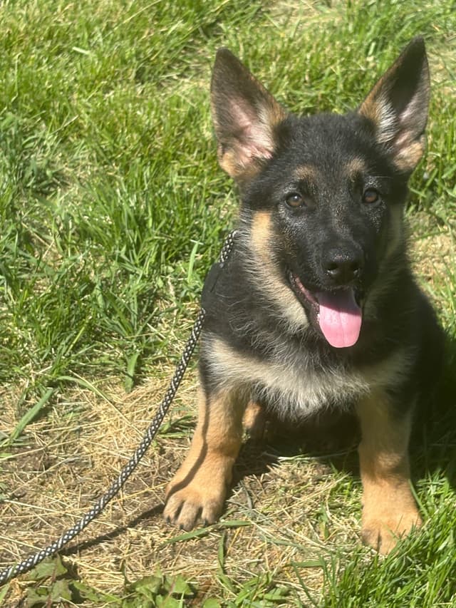 German Shepherd Dog Puppies media 2