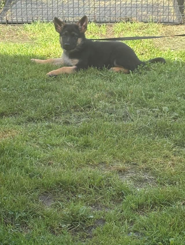 German Shepherd Dog Puppies media 3