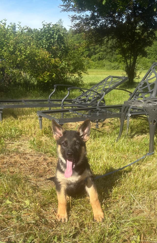 German Shepherd Dog Puppies media 4