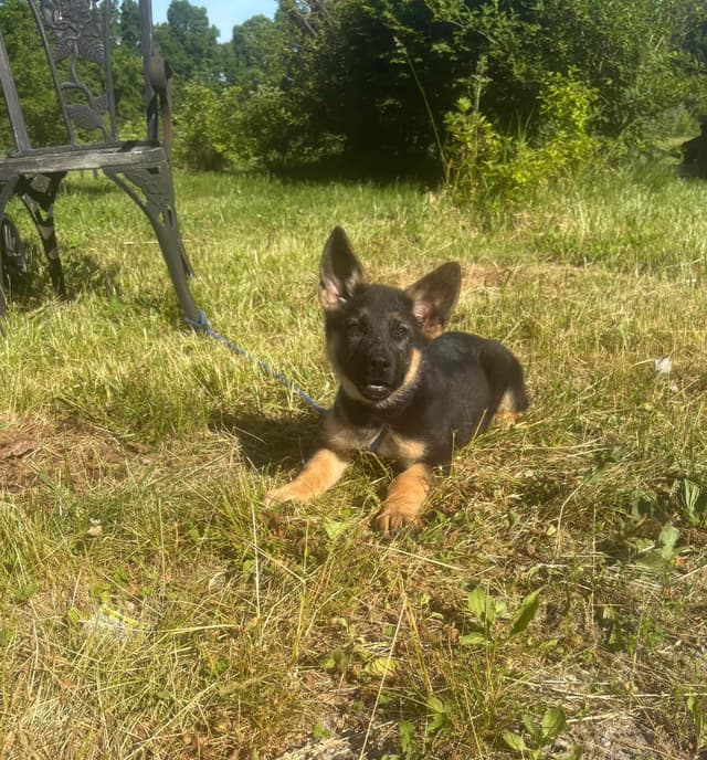 German Shepherd Dog Puppies media 5