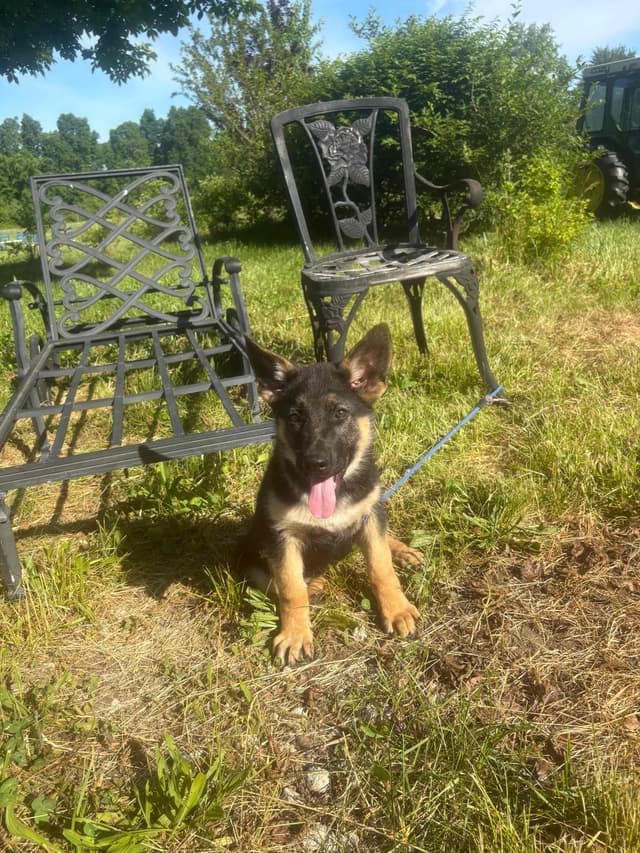 German Shepherd Dog Puppies media 6