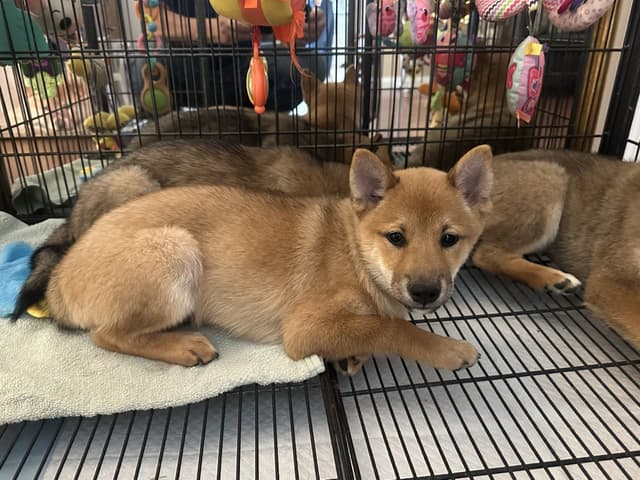 Shiba Inu Puppies media 2