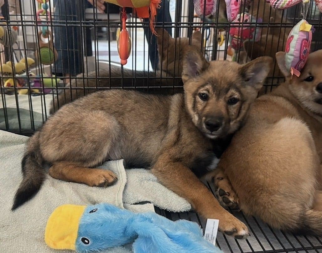 Shiba Inu Puppies breeder image 2