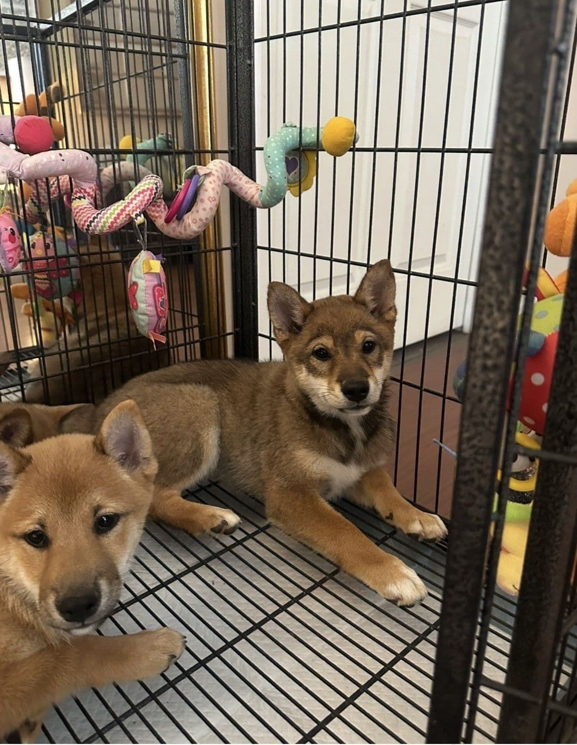 Shiba Inu Puppies breeder image 3
