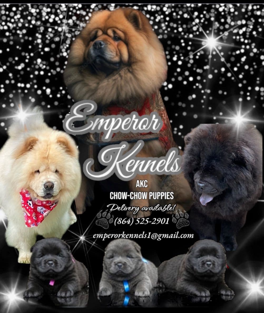Chow Chow Puppies breeder image 9