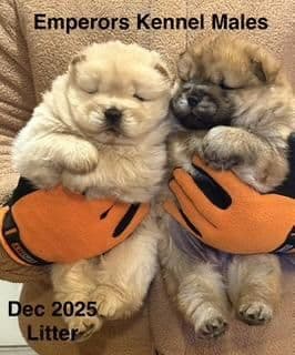 Chow Chow Puppies breeder image 3