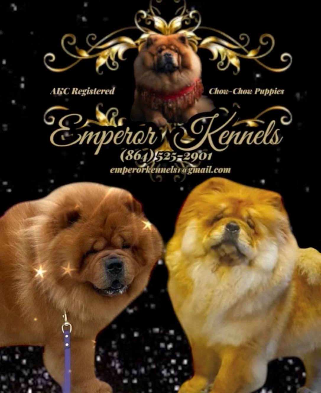 Chow Chow Puppies breeder image 1