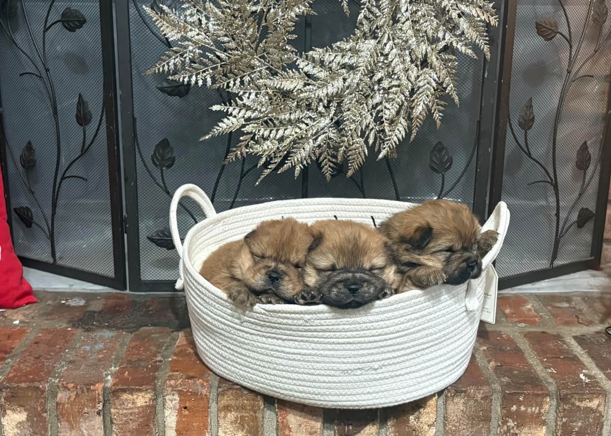 Chow Chow Puppies breeder image 5