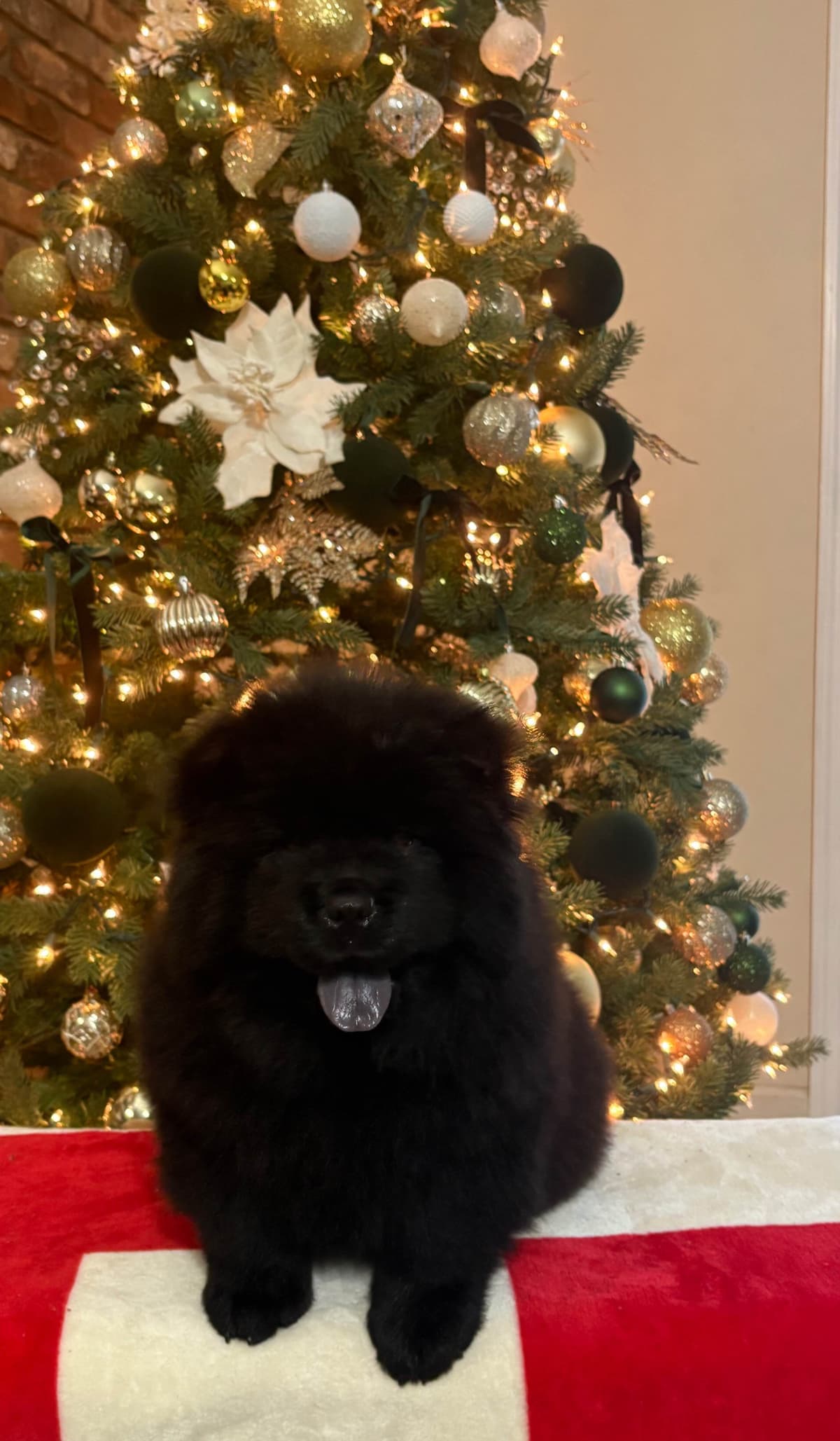 Chow Chow Puppies breeder image 8