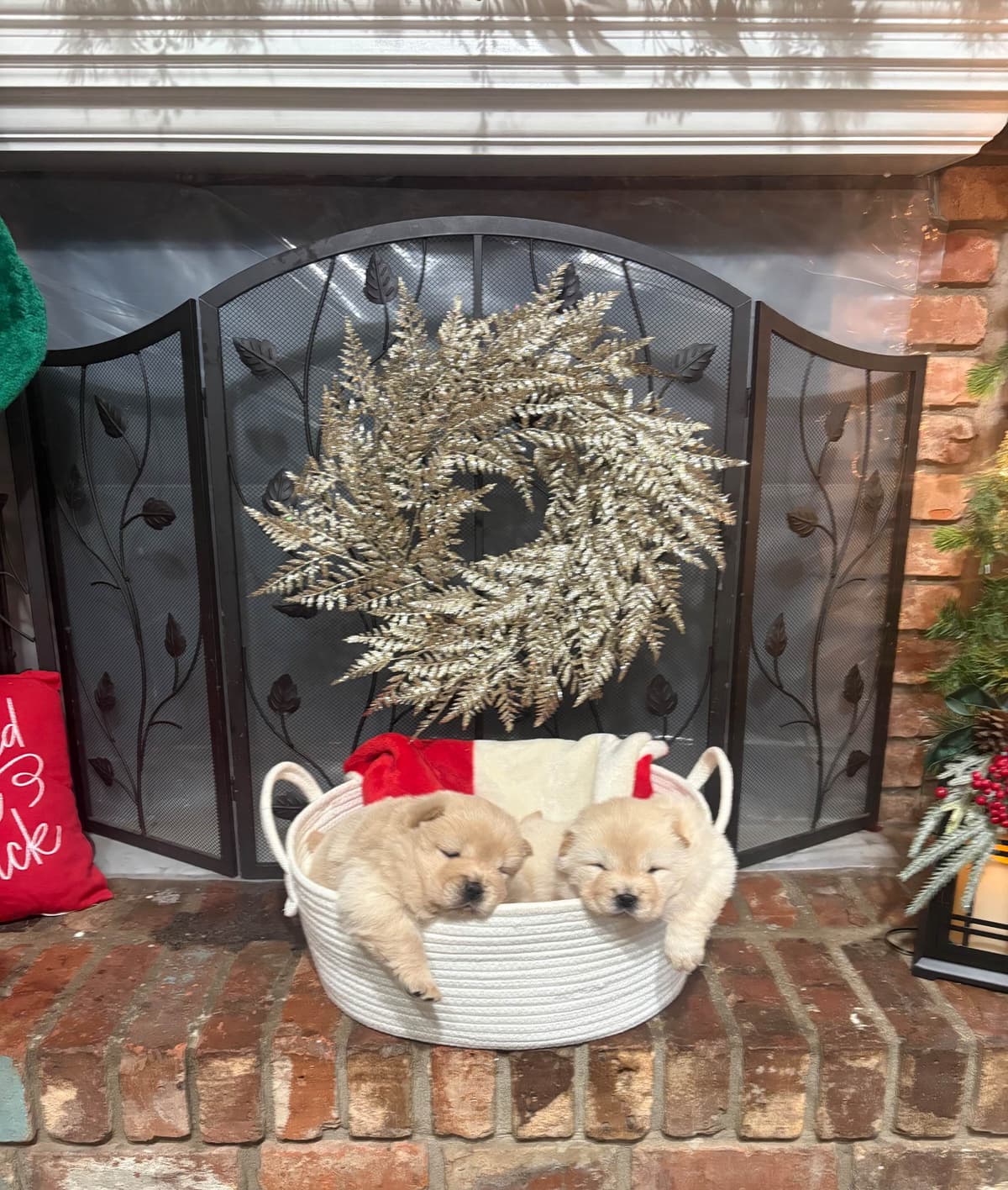 Chow Chow Puppies breeder image 6