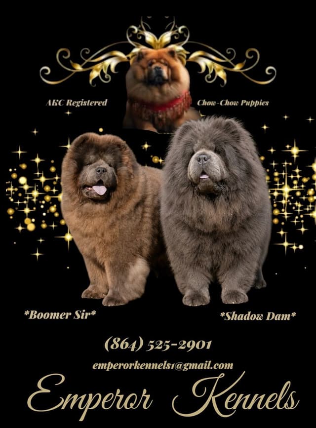 Chow Chow Puppies media 2