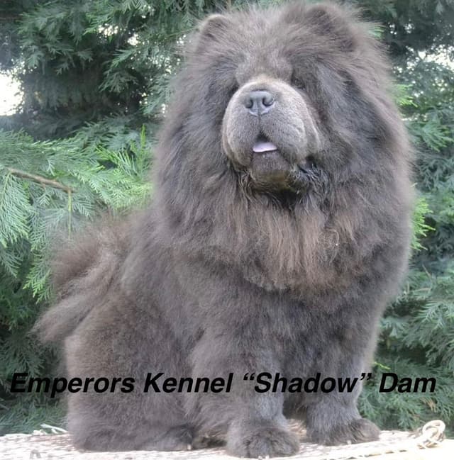 Chow Chow Puppies media 3