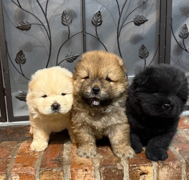 Chow Chow Puppies media 4