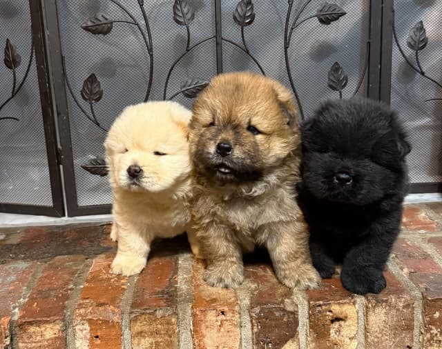 Chow Chow Puppies media 5