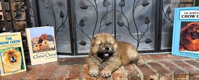 Chow Chow Puppies media 6