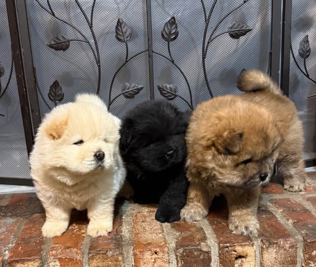 Chow Chow Puppies media 7
