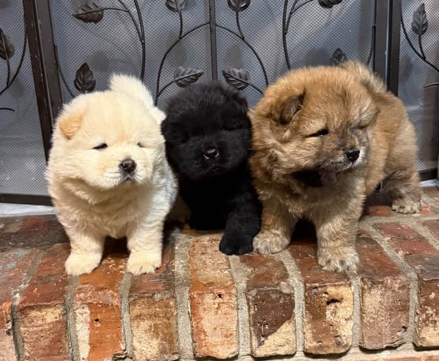 Chow Chow Puppies media 8