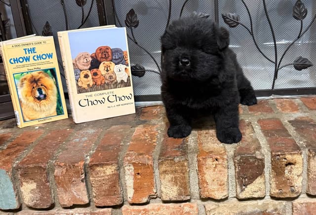 Chow Chow Puppies media 9