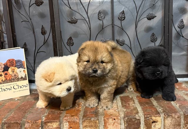 Chow Chow Puppies media 10