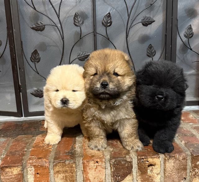 Chow Chow Puppies media 11