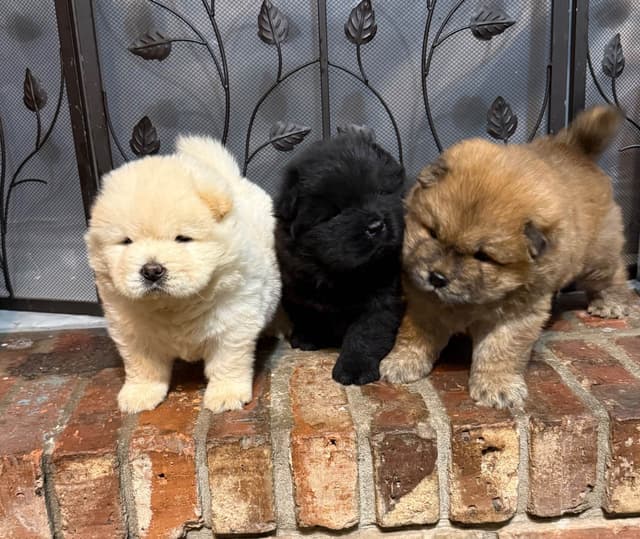 Chow Chow Puppies media 12