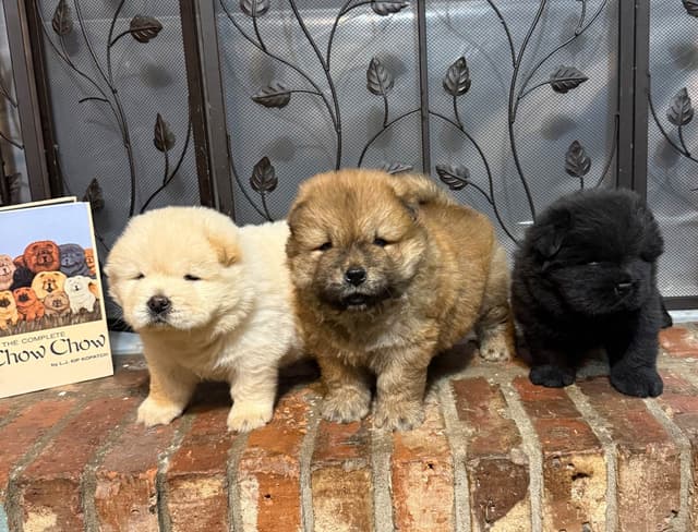 Chow Chow Puppies media 13