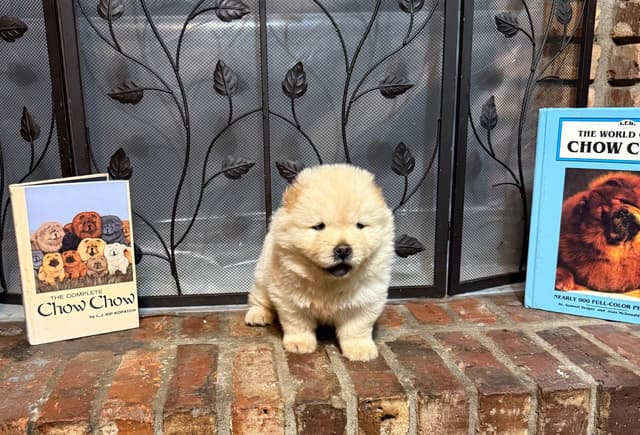 Chow Chow Puppies media 14
