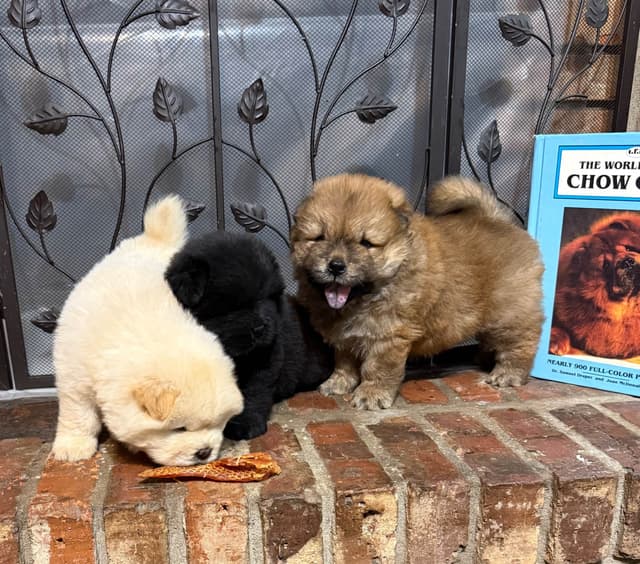 Chow Chow Puppies media 15