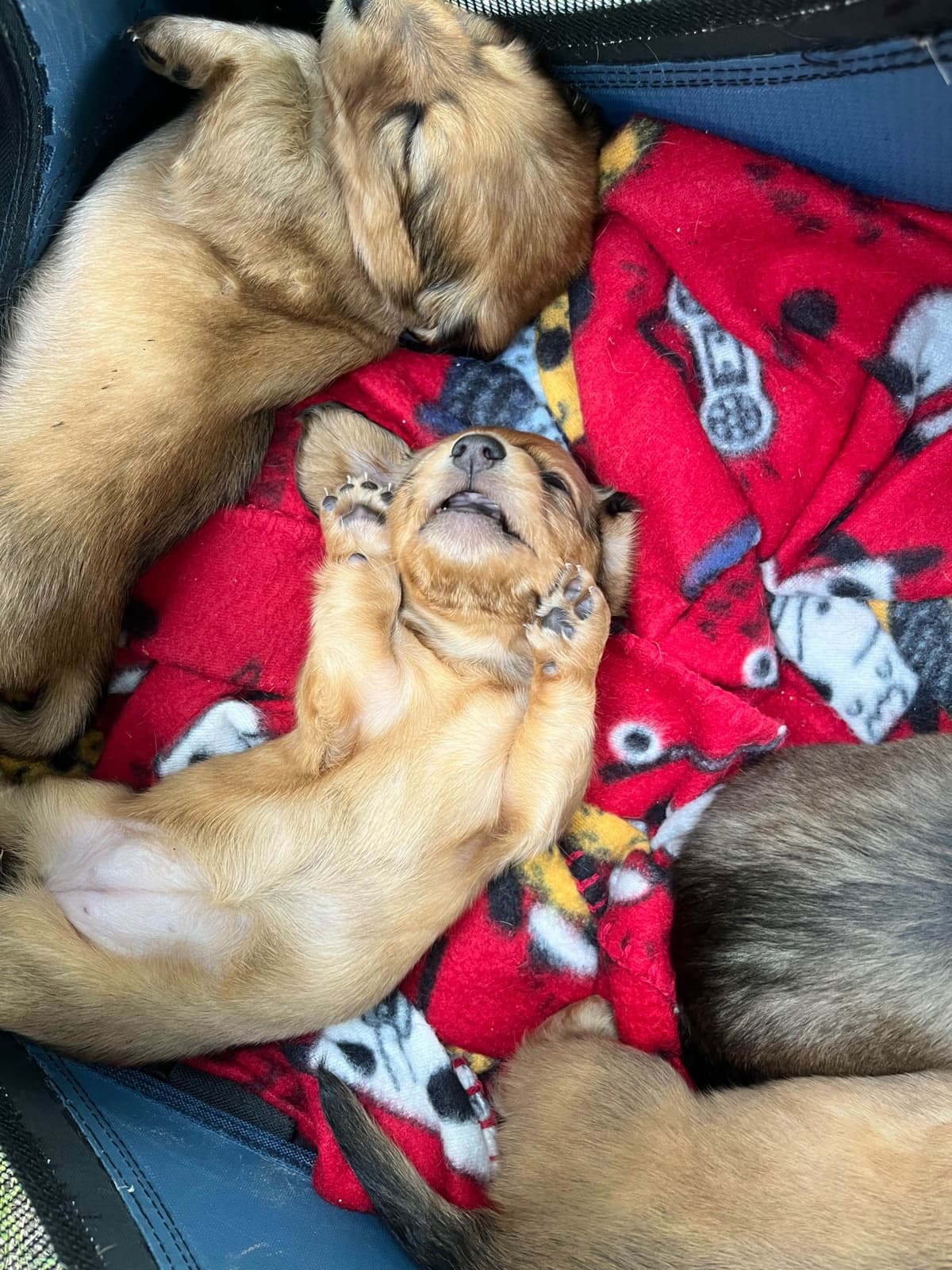 Longhaired Dachshund Puppies breeder image 1