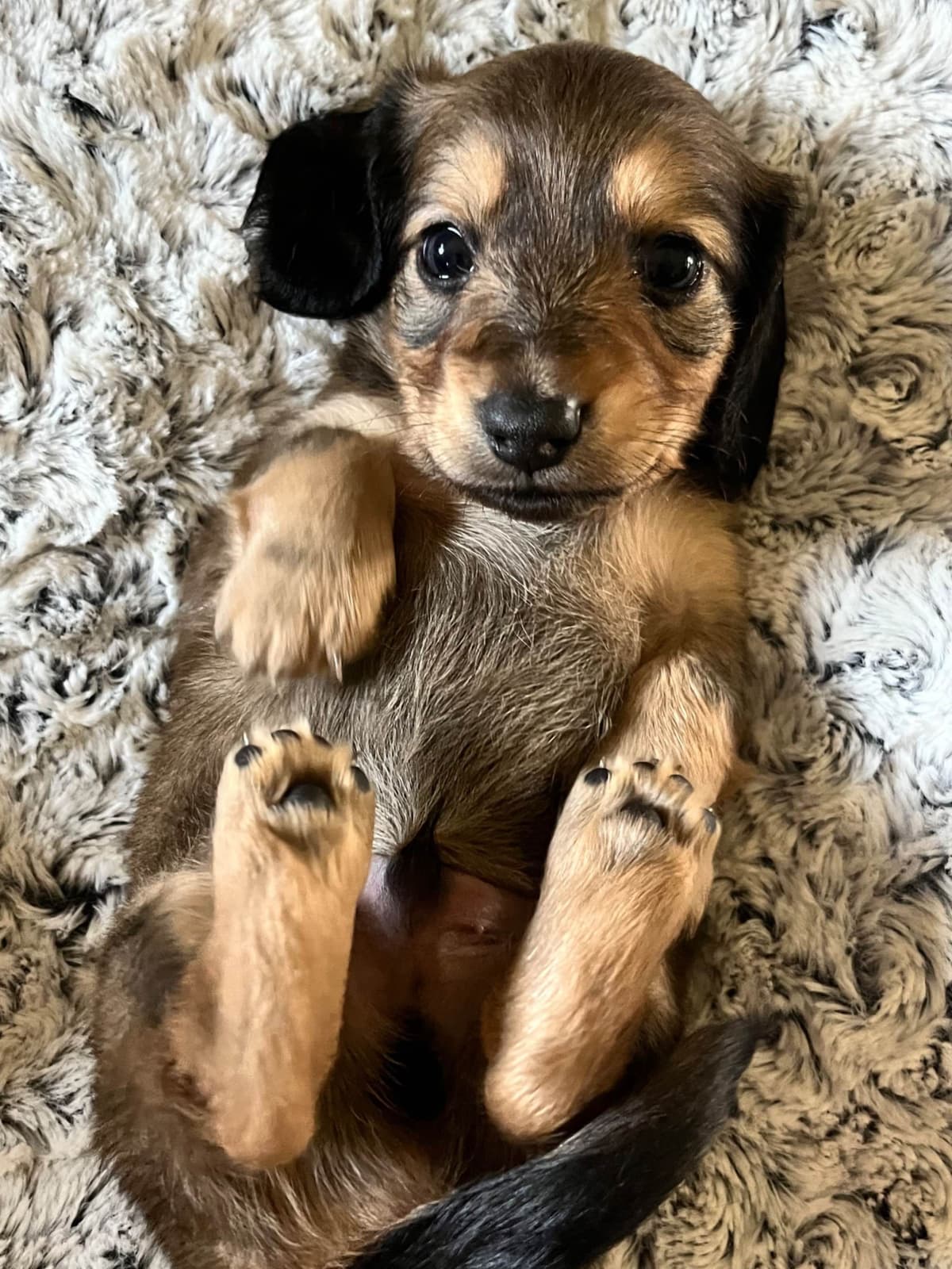Longhaired Dachshund Puppies breeder image 3