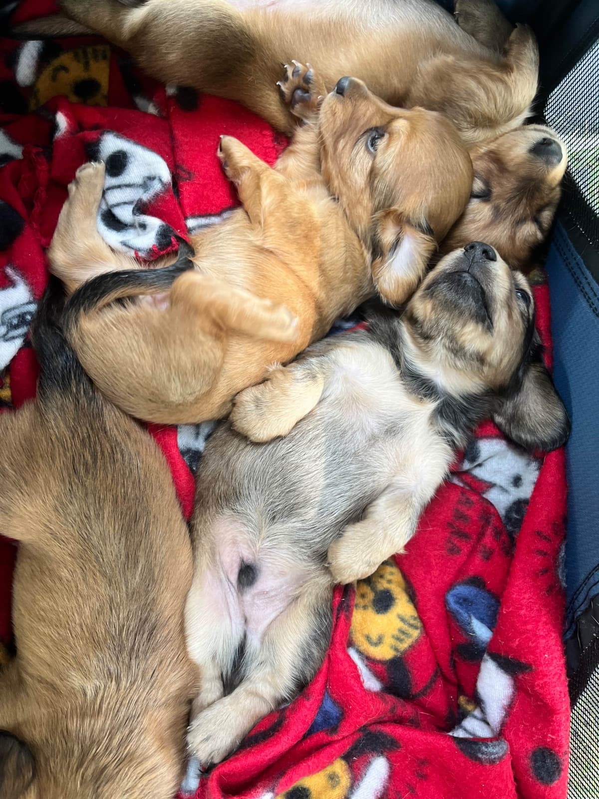 Longhaired Dachshund Puppies breeder image 2