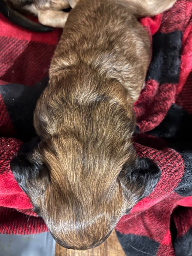 Longhaired Dachshund Puppies media 2