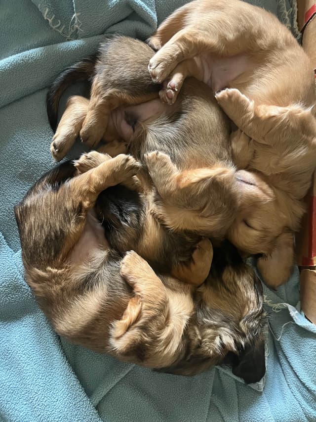 Longhaired Dachshund Puppies media 3