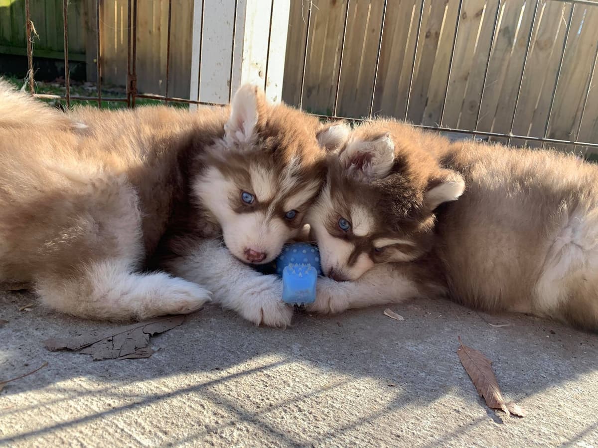 Siberian husky puppies OFA health tested parents breeder image 4