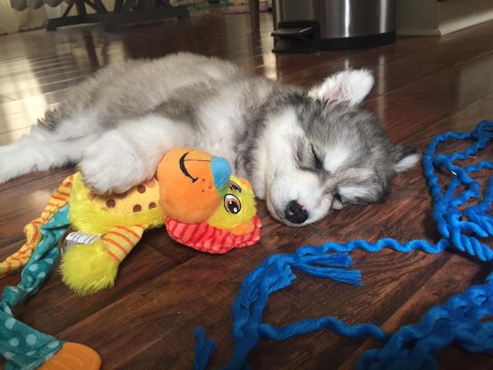 Siberian husky puppies OFA health tested parents breeder image 3