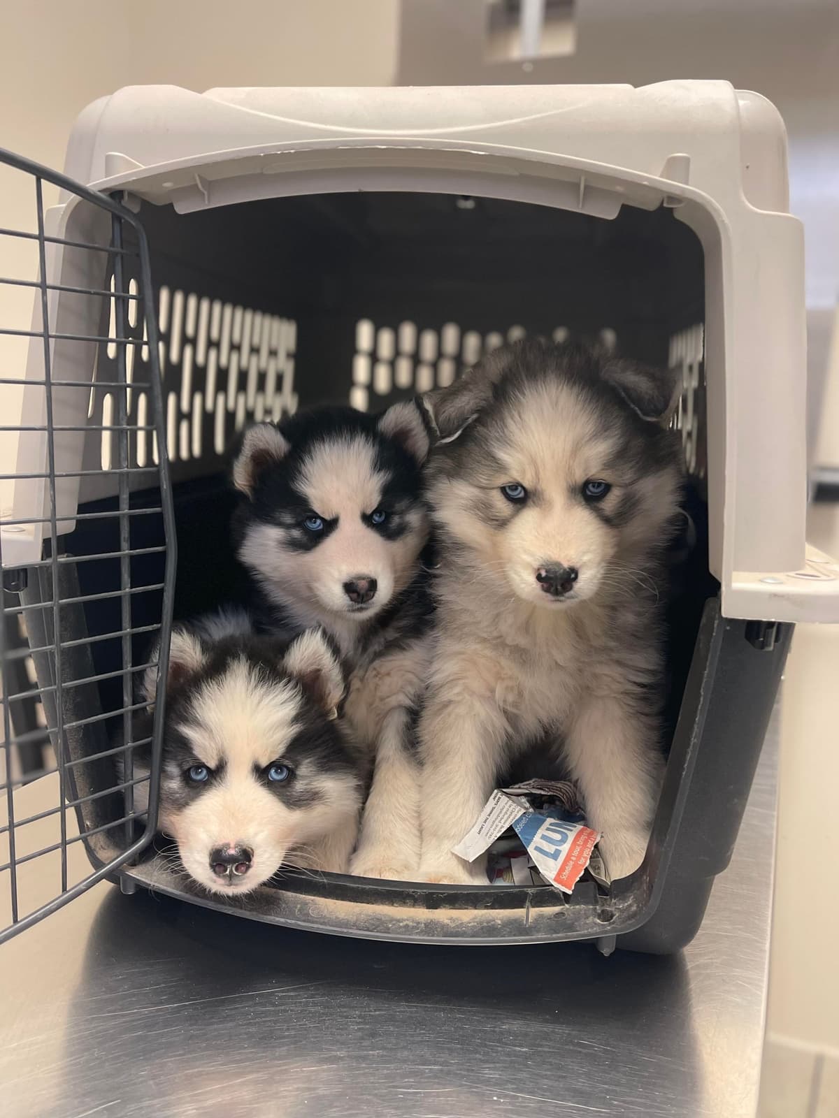 Siberian husky puppies OFA health tested parents breeder image 6