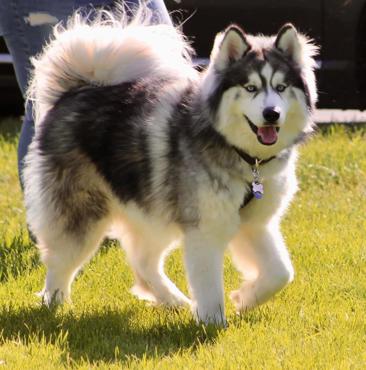 Siberian husky puppies OFA health tested parents breeder image 8