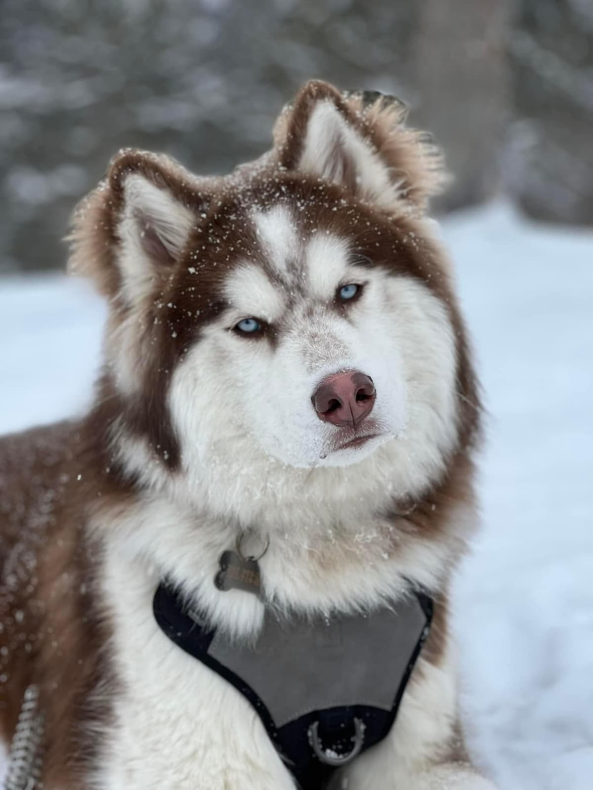 Siberian husky puppies OFA health tested parents breeder image 9