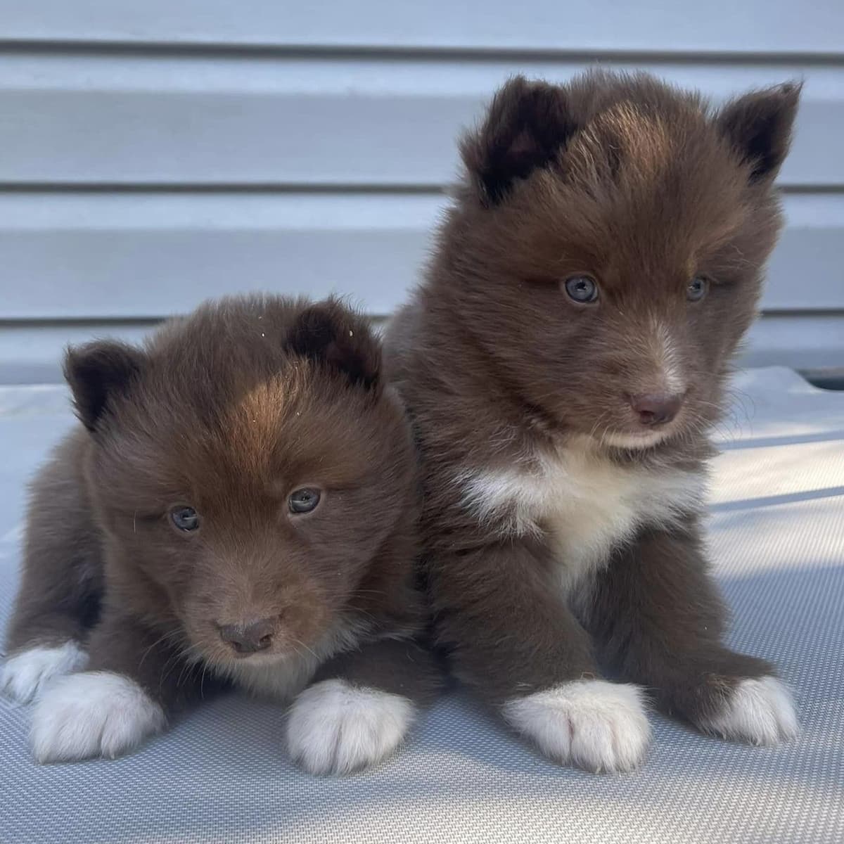 Siberian husky puppies OFA health tested parents breeder image 13