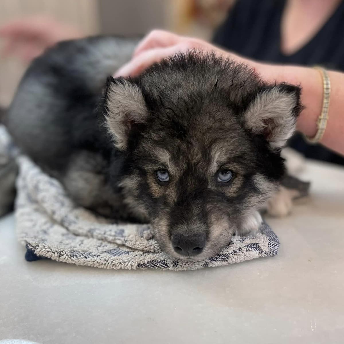 Siberian husky puppies OFA health tested parents breeder image 11