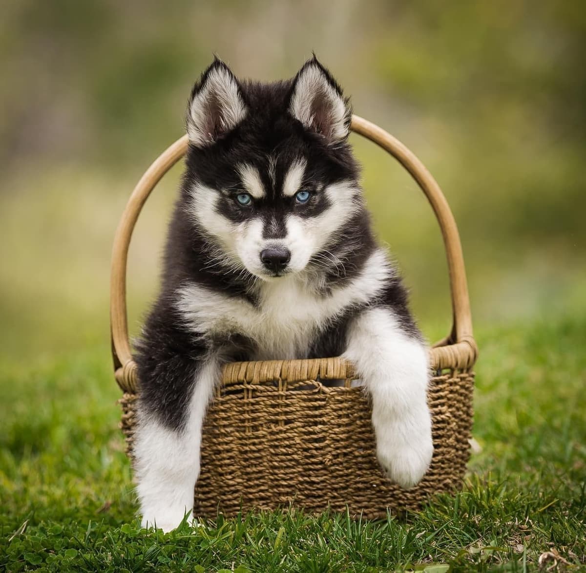 Siberian husky puppies OFA health tested parents breeder image 12