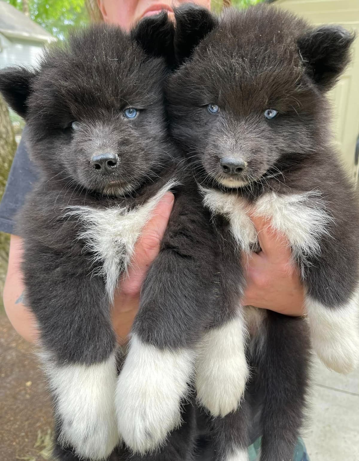 Siberian husky puppies OFA health tested parents breeder image 14