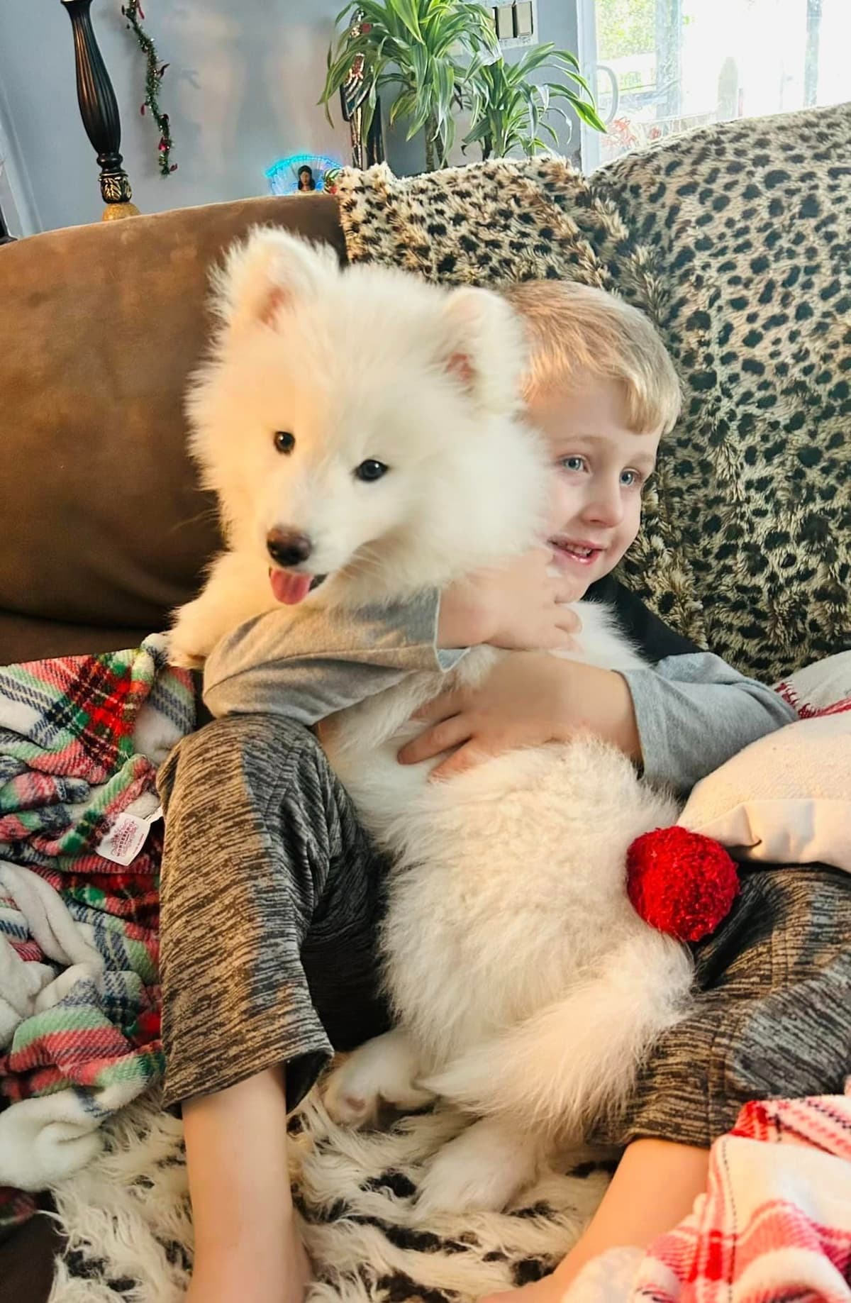 Siberian husky puppies OFA health tested parents breeder image 5